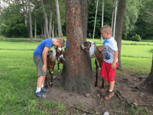 Children interact with the friendly farm animals at the Haven at Skanda.