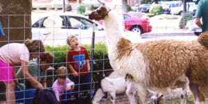 Children enjoy the petting zoo at the Salmon River Festival in Pulaski.